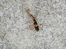 Rare Praying Mantis