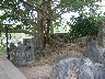 Roots grow around the stones