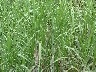 Sugar cane
