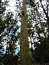 Amazing bark