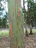 Amazing bark 1
