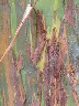 Amazing bark 2