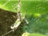 Another spider eating her prey
