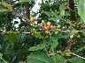 Coffee plant with seeds ripening