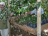 Coffee seedlings ready for planting