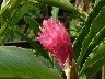 Ginger plant pink