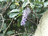Lilac coloured flower