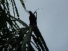 Long tailed grackle