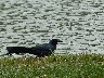 Long tailed grackle 1