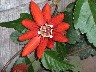 Passion flower