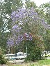 San Jose - jacaranda and flame tree just coming into flower