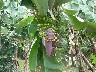 Small bananas with flower