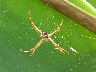 Spider resting after building web