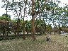Trees in park