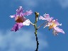 Bamboo orchids
