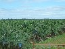 Banana plantations