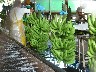 Bananas arrive in shed