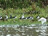 Black necked stilts