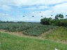 Field of pineapples