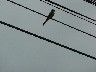 Flycatcher