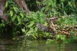 Green heron