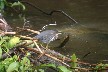 Green heron 1