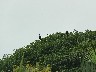 Ibis