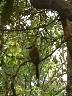Motmot