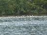 Pink spoonbill