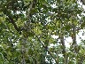 Red rumped tanager