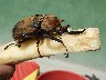 Second largest beetle in the world