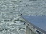 Swallows