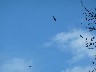 Vultures