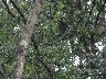 2 toed sloth