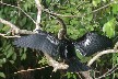 Anhinga 3