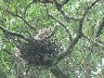 Bare Necked Tiger heron on her nest
