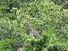 Bare necked tiger heron giving us a display