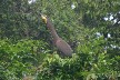 Bare throated tiger heron