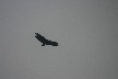 Black vulture