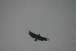 Black vulture 1