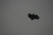 Black vulture 2