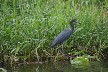 Blue heron
