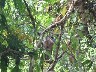 Boat billed heron