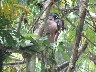 Boat billed heron 1