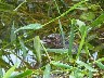 Cayman hiding