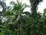 Coconut palm