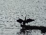 Cormorant