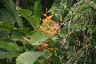 Different Heliconium