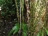 Ends of air roots