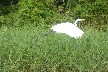 Flying great egret